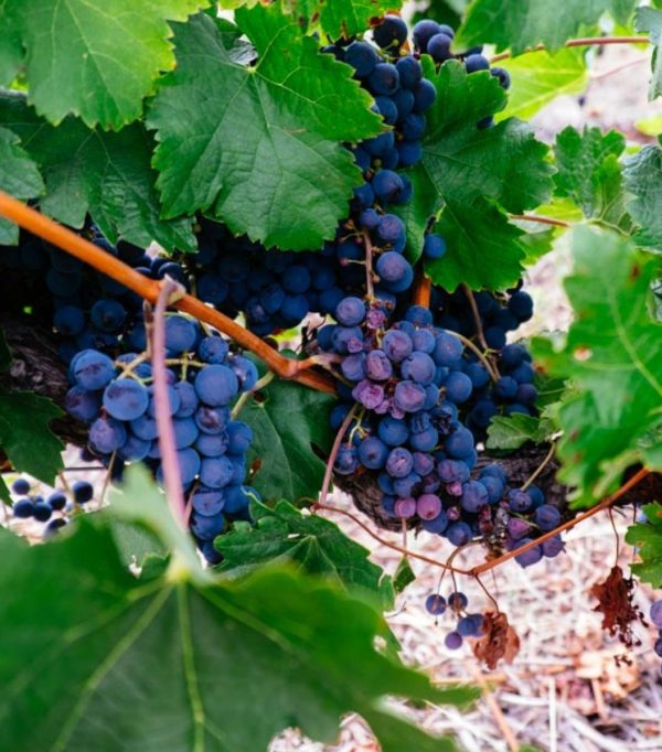 Fungicida Natural para Vid y Uvas
