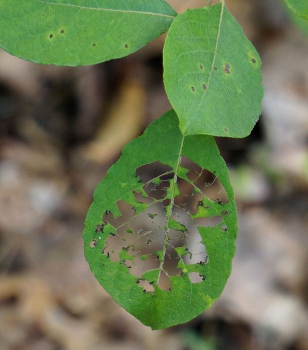 Insecticida Natural para Control de Mosca de la Fruta