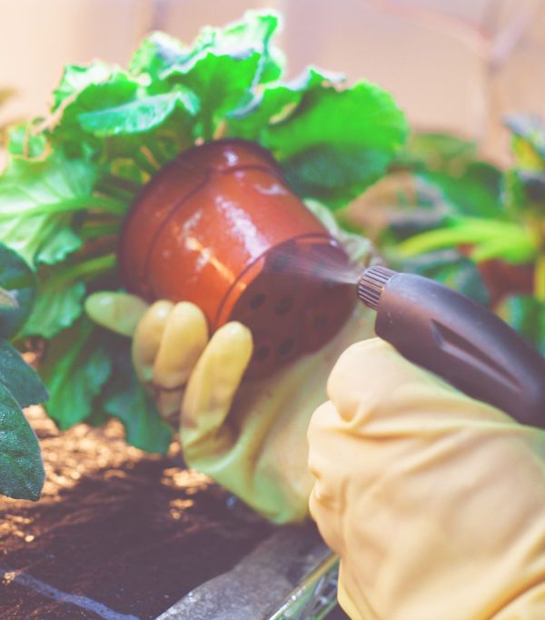 Pesticida Biológico para Plagas en Hortícola