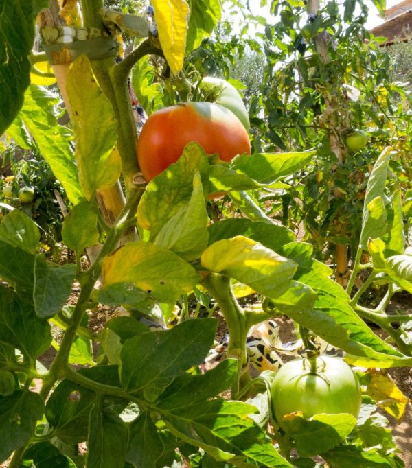 Semillas de Tomate "Pera de Málaga"