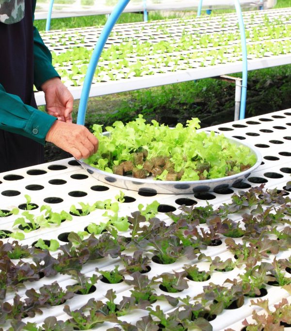 Sustrato para Cultivo Hidropónico