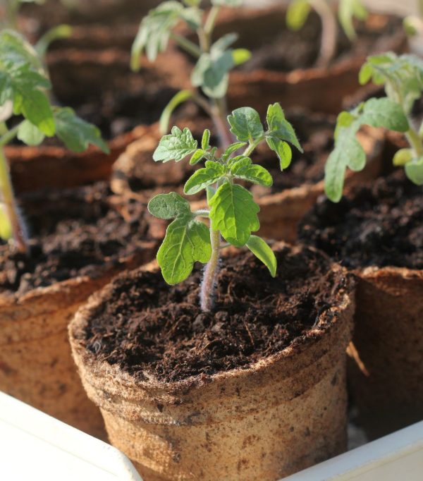 Tierra para Macetas con Fertilizante Natural